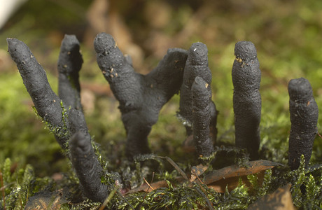Geweihförmige Holzkeule Ascusstadium (Xylaria hypoxylon Ascusstadium) - © Heinz Prelicz